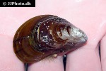 mytilus edulis   common mussel  