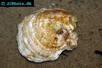 ostrea edulis   native oyster  