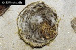 ostrea edulis   native oyster  