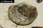 ostrea edulis   native oyster  