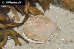 ostrea edulis   native oyster  