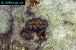 tridacna crocea   crocea clam  