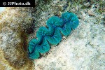 tridacna crocea   crocea clam  