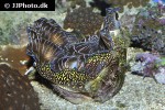 tridacna deresa   southern giant clam  