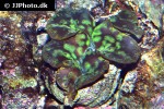 tridacna maxima   maxima clam  