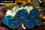 tridacna maxima   maxima clam  