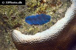 tridacna maxima   maxima clam  