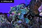 tridacna squamosa   fluted giant clam  