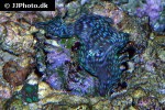 tridacna squamosa   fluted giant clam  