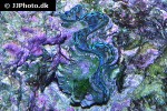 tridacna squamosa   fluted giant clam  