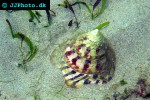 trochus maculatus   turban shell  