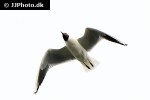 chroicocephalus ridibundus   black headed gull  