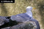 larus argentatus   european herring gull  