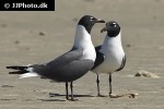 larus atricilla   laughing gull  