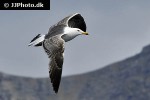 larus marinus   great black backed gull  