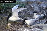 sterna hirundo   common tern  
