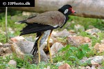 vanellus indicus   red wattled lapwing  