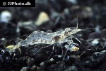 arachnochium kulsiense   pearl shrimp  