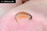 artemia salina   brine shrimp  