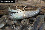 atya gabonensis   cameroun fan shrimp  