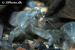 atya gabonensis   cameroun fan shrimp  