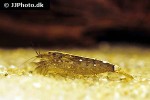 atyopsis moluccensis   common fan shrimp  
