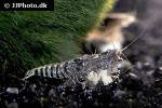 caridina babaulti var stripes   zebra shrimp  