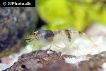 caridina breviata   bumble bee shrimp  