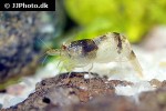 caridina breviata   bumble bee shrimp  