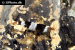 caridina cf cantonensis   black bee shrimp  