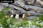 caridina cf cantonensis   black bee shrimp  