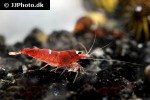 caridina cf cantonensis   blood red crystal shrimp  