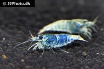 caridina cf cantonensis   blue bolt shrimp  