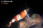 caridina cf cantonensis   crystal red shrimp  