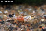 caridina cf cantonensis   gold crystal shrimp  