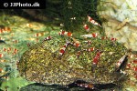 caridina cf cantonensis   red bee shrimp  