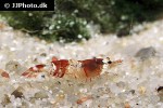 caridina cf cantonensis   red bee shrimp  