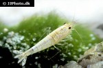 caridina cf cantonensis   snow white shrimp  