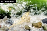 caridina cf cantonensis   snow white shrimp  