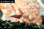 caridina dennerli   cardinal shrimp  