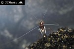 caridina dennerli   cardinal shrimp  