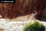 caridina endehensis   sabah shrimp  