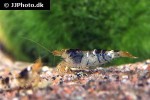 caridina logemanni   crystal black shrimp  