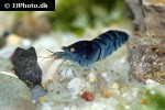 caridina mariae   blue tiger shrimp  