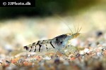 caridina mariae   tiger shrimp  