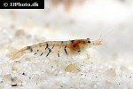 caridina mariae   tiger shrimp  