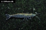 caridina multidentata   common amano shrimp  