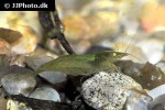 caridina species   neon green shrimp