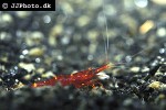 caridina spinata   goldflake shrimp  
