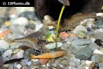 caridina thambipillai   sunkist shrimp  
